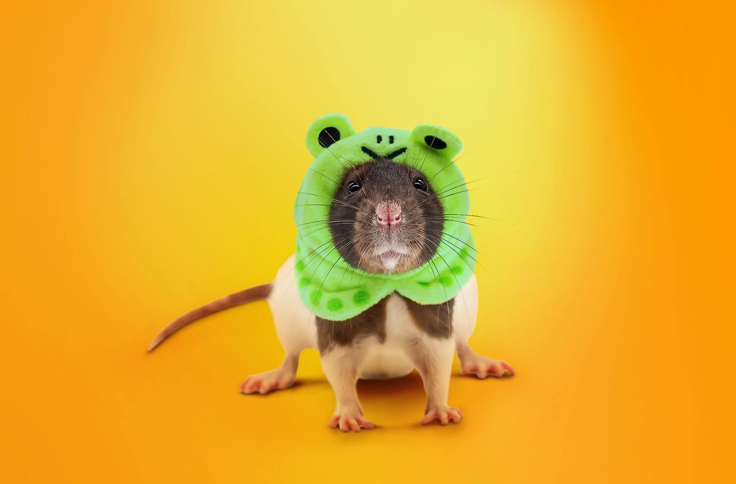 new-exotic-rat-sambaspy-featured-1 اكتشفنا فيروس حصان طروادة جديدًا انتقائيًا للغاية فيما يتعلق بضحاياه.